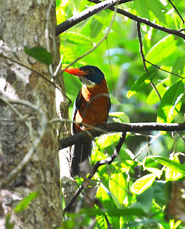 Green-backed kingfisher-Actenoides monachus Tagkoko, Sulawesi. He was at quite a distance so this is the best shot we could make :-) Actenoides monachus,Geotagged,Indonesia,Spring,green-backed kingfisher