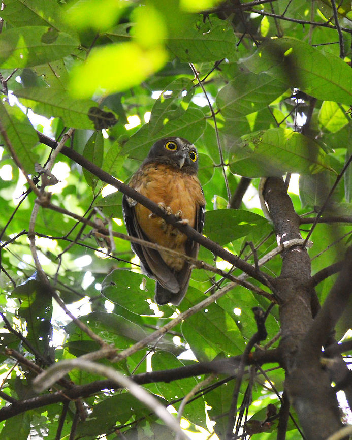 Ochre-bellied Boobook  - Ninox ochracea Tangkoko, Sulawesi. Near threatened species, endemic of Sulawesi.<br />
 Geotagged,Indonesia,Ninox ochracea,Ochre-bellied Boobook,Spring