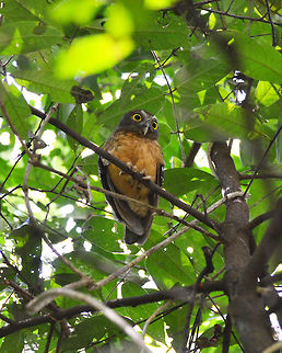 Ochre-bellied Boobook  - Ninox ochracea Tangkoko, Sulawesi. Near threatened species, endemic of Sulawesi.
 Geotagged,Indonesia,Ninox ochracea,Ochre-bellied Boobook,Spring