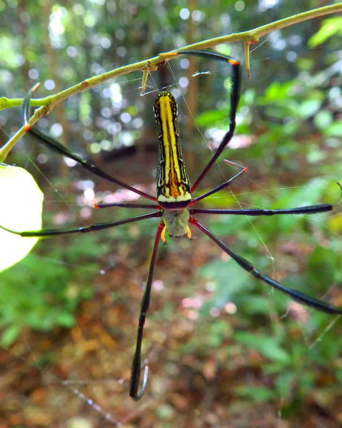 Golden Orb Web Spider -Nephila pilipes Tangkoko, Sulawesi.<br />
That day it was sooooo hot and humid that making a decent picture of anything was a huge challenge! Geotagged,Indonesia,Nephila pilipes,Spring