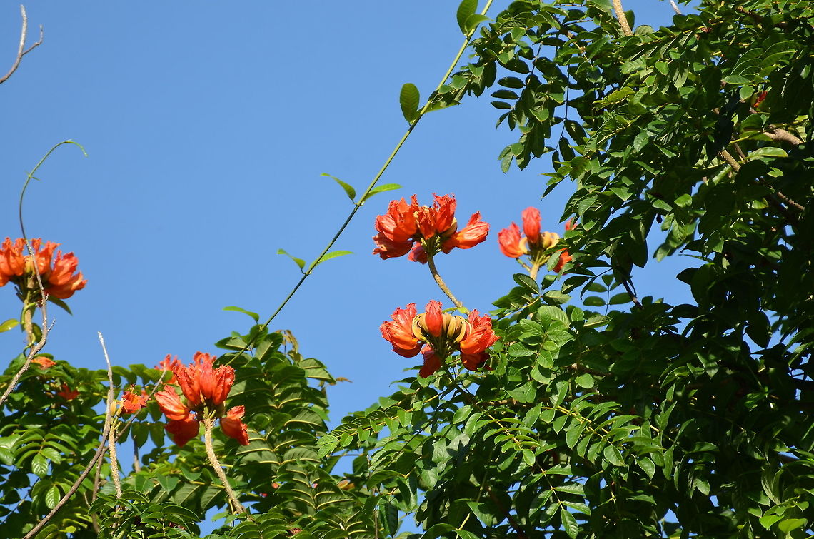 Spathodea campanulata Tangkoko, Sulawesi. Nice canopy flowers. Geotagged,Indonesia,Spathodea,Spathodea campanulata,Spring