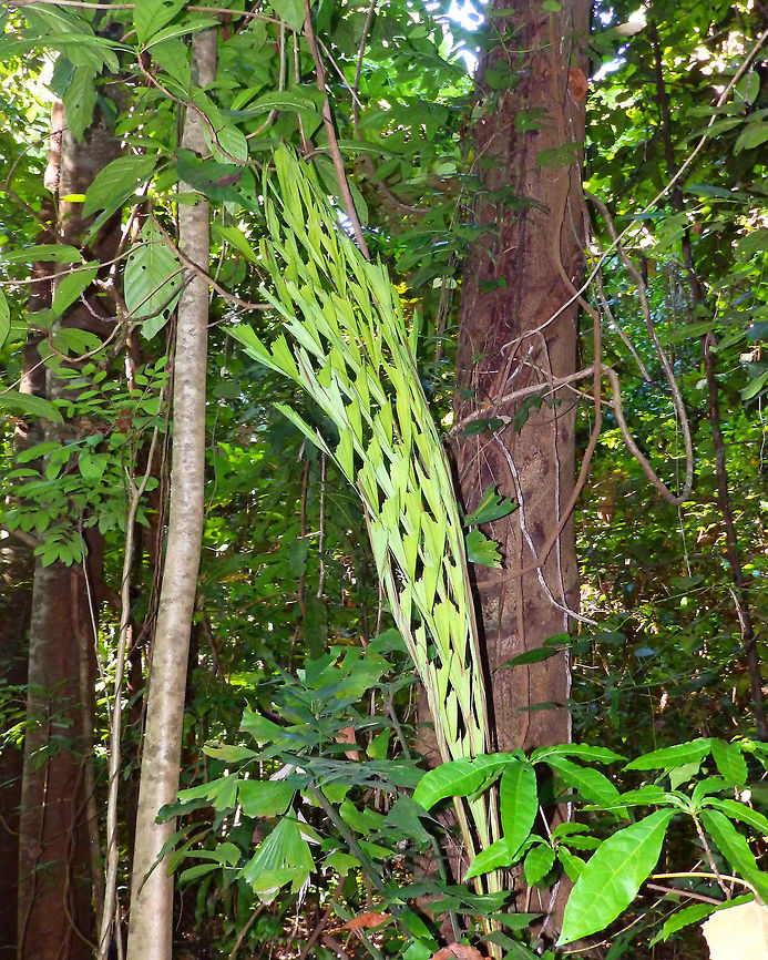 Clustering fishtail palm - Caryota mytis Tangkoko, Lembeh. Caryota mitis,Caryota mytis,Geotagged,Indonesia,Spring