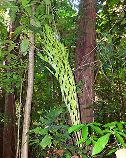 Clustering fishtail palm - Caryota mytis Tangkoko, Lembeh. Caryota mitis,Caryota mytis,Geotagged,Indonesia,Spring