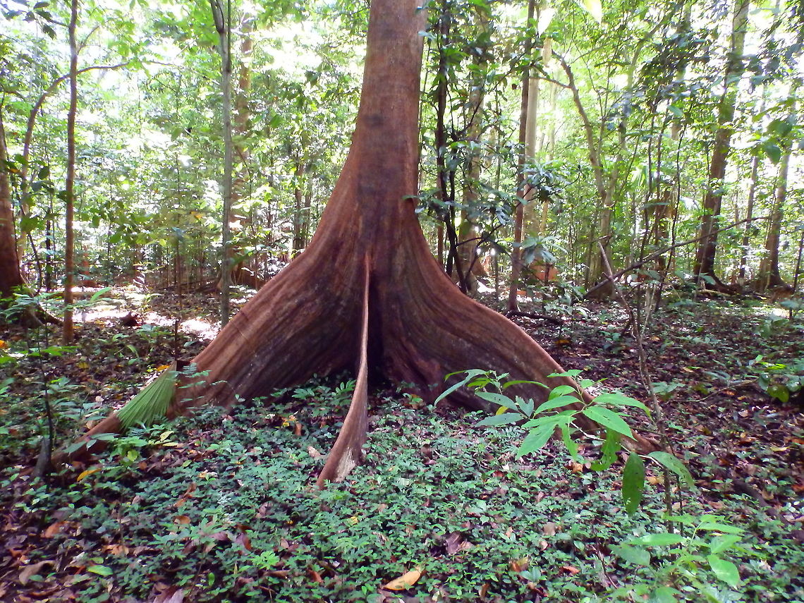 Pacific Walnut - Dracontomelon dao Tangkoko, Sulawesi. These trees are huge both in height and also at their base, these root extensions are the same height as a person!  Dracontomelon dao,Geotagged,Indonesia,Spring