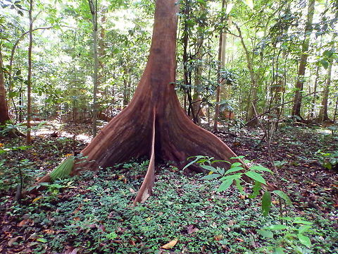 Pacific Walnut - Dracontomelon dao Tangkoko, Sulawesi. These trees are huge both in height and also at their base, these root extensions are the same height as a person!  Dracontomelon dao,Geotagged,Indonesia,Spring