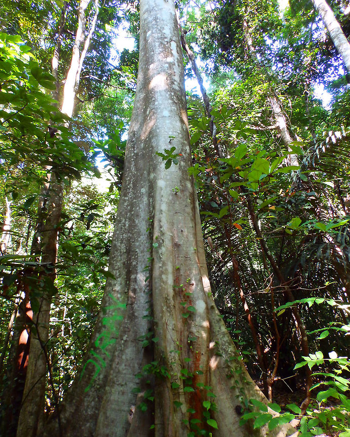 Common Red-Stem Fig - Ficus variegata Tangkoko, Sulawesi. Apart from being another giant, what called my attention in this tree is how the fig fruits grow just in the middle of the trunk (image below):<br />
<figure class="photo"><a href="https://www.jungledragon.com/image/83995/common_red-stem_fig_-_ficus_variegata.html" title="Common Red-Stem Fig - Ficus variegata"><img src="https://s3.amazonaws.com/media.jungledragon.com/images/2298/83995_thumb.jpg?AWSAccessKeyId=05GMT0V3GWVNE7GGM1R2&Expires=1769040010&Signature=ilndD1%2FOh19n9VTbHMTYb548F6c%3D" width="122" height="152" alt="Common Red-Stem Fig - Ficus variegata Tangkoko, Sulawesi. The fruits! Common Red-stem Fig,Ficus variegata,Geotagged,Indonesia,Spring" /></a></figure> Common Red-stem Fig,Ficus variegata,Geotagged,Indonesia,Spring