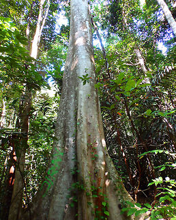 Common Red-Stem Fig - Ficus variegata Tangkoko, Sulawesi. Apart from being another giant, what called my attention in this tree is how the fig fruits grow just in the middle of the trunk (image below):
https://www.jungledragon.com/image/83995/common_red-stem_fig_-_ficus_variegata.html Common Red-stem Fig,Ficus variegata,Geotagged,Indonesia,Spring