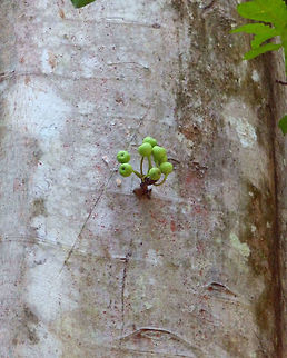 Common Red-Stem Fig - Ficus variegata Tangkoko, Sulawesi. The fruits! Common Red-stem Fig,Ficus variegata,Geotagged,Indonesia,Spring