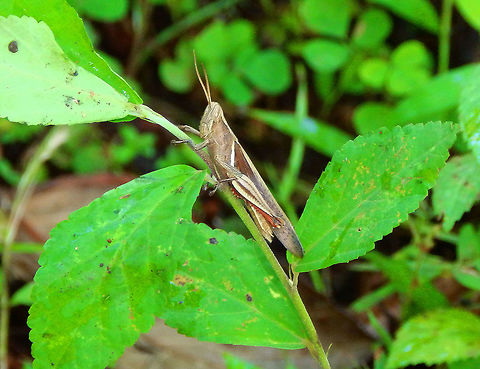 Stenocatantops splendens Tangkoko, Sulawesi. Geotagged,Grasshopper Stenocatantops splendens,Indonesia,Spring,Stenocatantops splendens