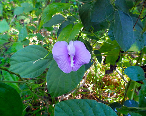Butterfly Pea- Centrosema pubescens Tangkoko, Sulawesi. It was next to a path leading to the tropical forest. Butterfly-pea,Centro,Centrosema pubescens,Geotagged,Indonesia,Spring