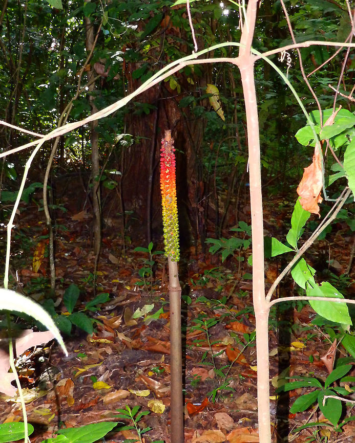 Corpse Flower/Elephant foot yam - Amorphophallus paeoniifolius Tangkoko, Sulawesi.<br />
I wish I would have seen this when the flower was in bloom!<br />
The ID is based on suggestions of people in the Plant Identification group in facebook and reassured by this link in Wikimedia: <a href="https://commons.wikimedia.org/wiki/File:Sulawesi_trsr_ph14.jpg" rel="nofollow">https://commons.wikimedia.org/wiki/File:Sulawesi_trsr_ph14.jpg</a><br />
In my spotting we are looking at the maturing berries.<br />
Here is a link showing the flower!<br />
<a href="https://tangkokowildlife.wordpress.com/2013/08/04/amorphophalus-sp/" rel="nofollow">https://tangkokowildlife.wordpress.com/2013/08/04/amorphophalus-sp/</a><br />
and another pic with a Macaca nigra next to it:<br />
<a href="https://www.mindenpictures.com/search/preview/celebes-black-macaque-macaca-nigra-feeding-beside-a-corpse-flower/0_00450056.html" rel="nofollow">https://www.mindenpictures.com/search/preview/celebes-black-macaque-macaca-nigra-feeding-beside-a-corpse-flower/0_00450056.html</a> Amorphophallus paeoniifolius,Elephant foot yam,Geotagged,Indonesia,Spring