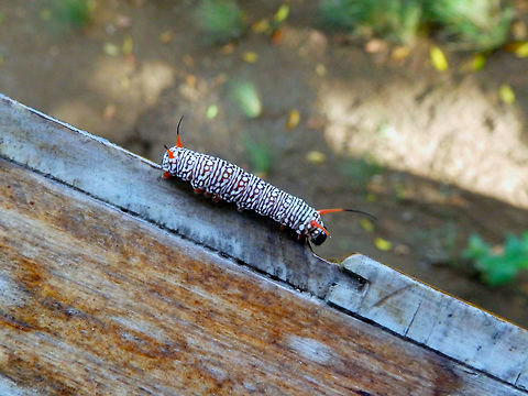 Gray glassy tiger butterfly in caterpillar phase - Ideopsis juventa Lembeh. Seen roaming our cabin's terrace one afternoon. Geotagged,Ideopsis juventa,Indonesia,Spring,Wood nymph