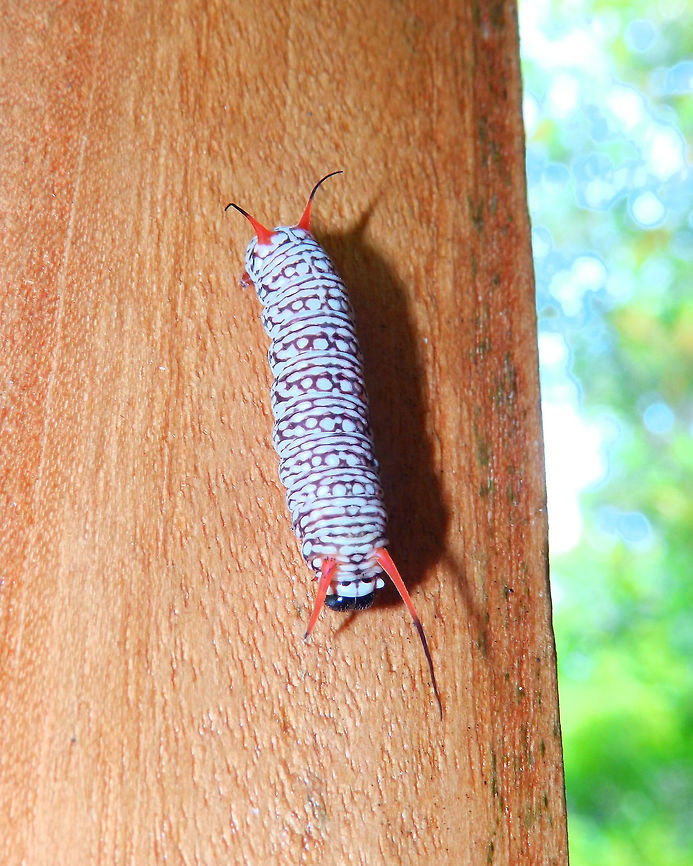Gray glassy tiger butterfly in caterpillar phase - Ideopsis juventa Lembeh. same caterpillar. Geotagged,Ideopsis juventa,Indonesia,Spring,Wood nymph