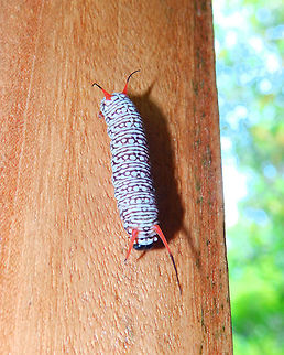 Gray glassy tiger butterfly in caterpillar phase - Ideopsis juventa Lembeh. same caterpillar. Geotagged,Ideopsis juventa,Indonesia,Spring,Wood nymph