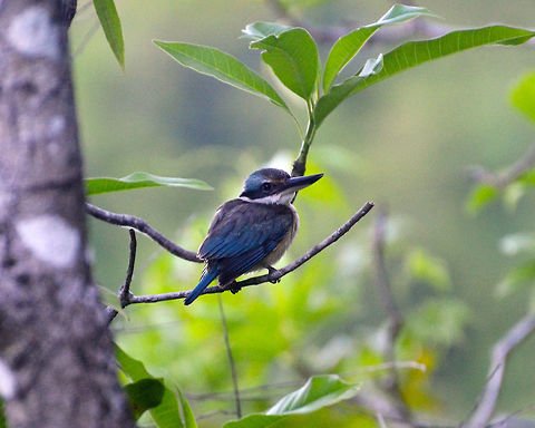 Sacred Kingfisher - Todiramphus sanctus Seen next to our cabin in Lembeh. I wonder if is a juvenile or he/she is just a bit fluffed up because it was already during sunset. Geotagged,Indonesia,Sacred Kingfisher,Spring,Todiramphus sanctus