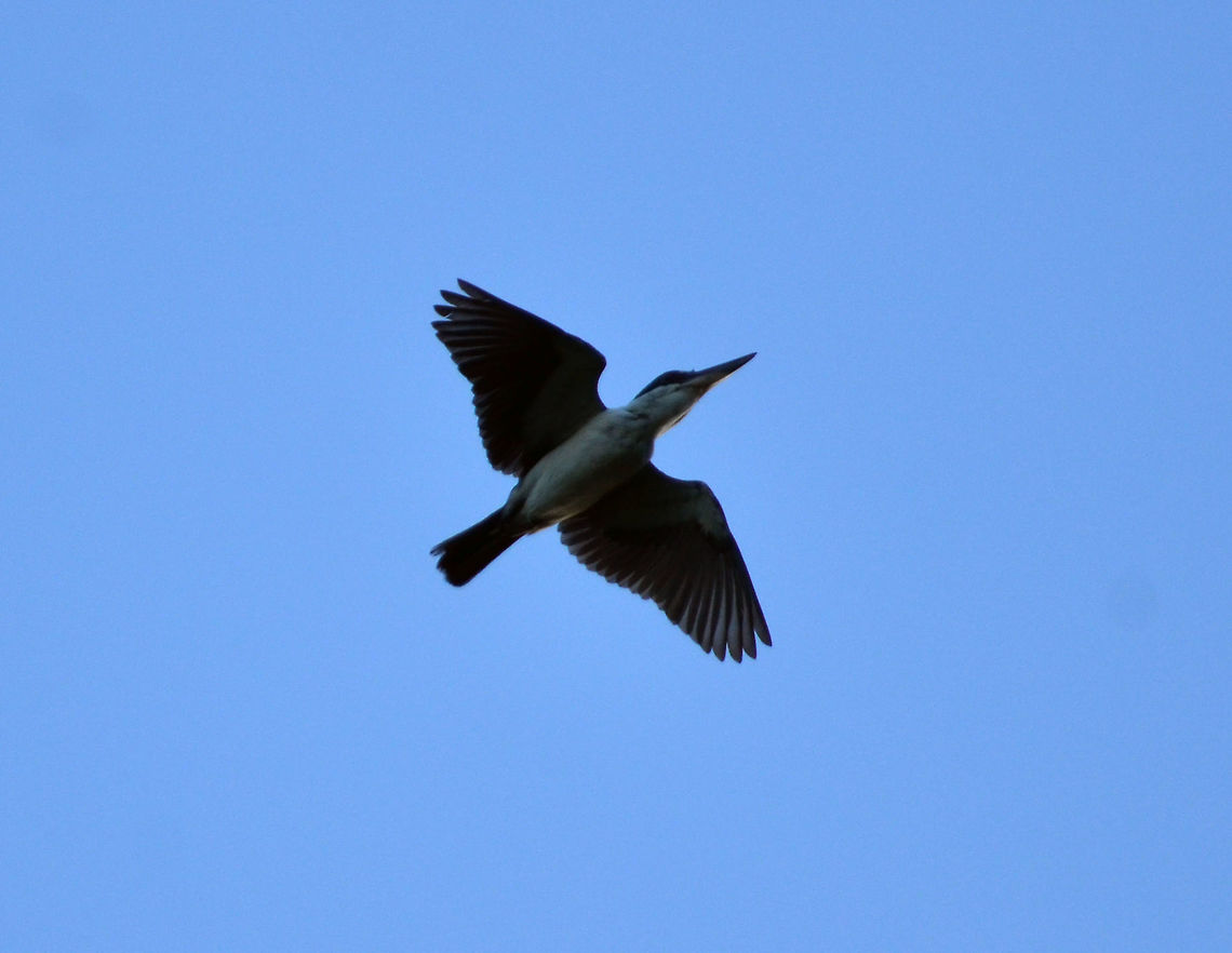 Sacred Kingfisher - Todiramphus sanctus Lembeh. A different bird, caught in flight. Geotagged,Indonesia,Sacred Kingfisher,Spring,Todiramphus sanctus