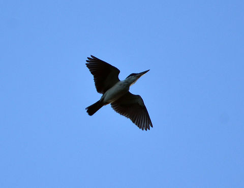 Sacred Kingfisher - Todiramphus sanctus Lembeh. A different bird, caught in flight. Geotagged,Indonesia,Sacred Kingfisher,Spring,Todiramphus sanctus