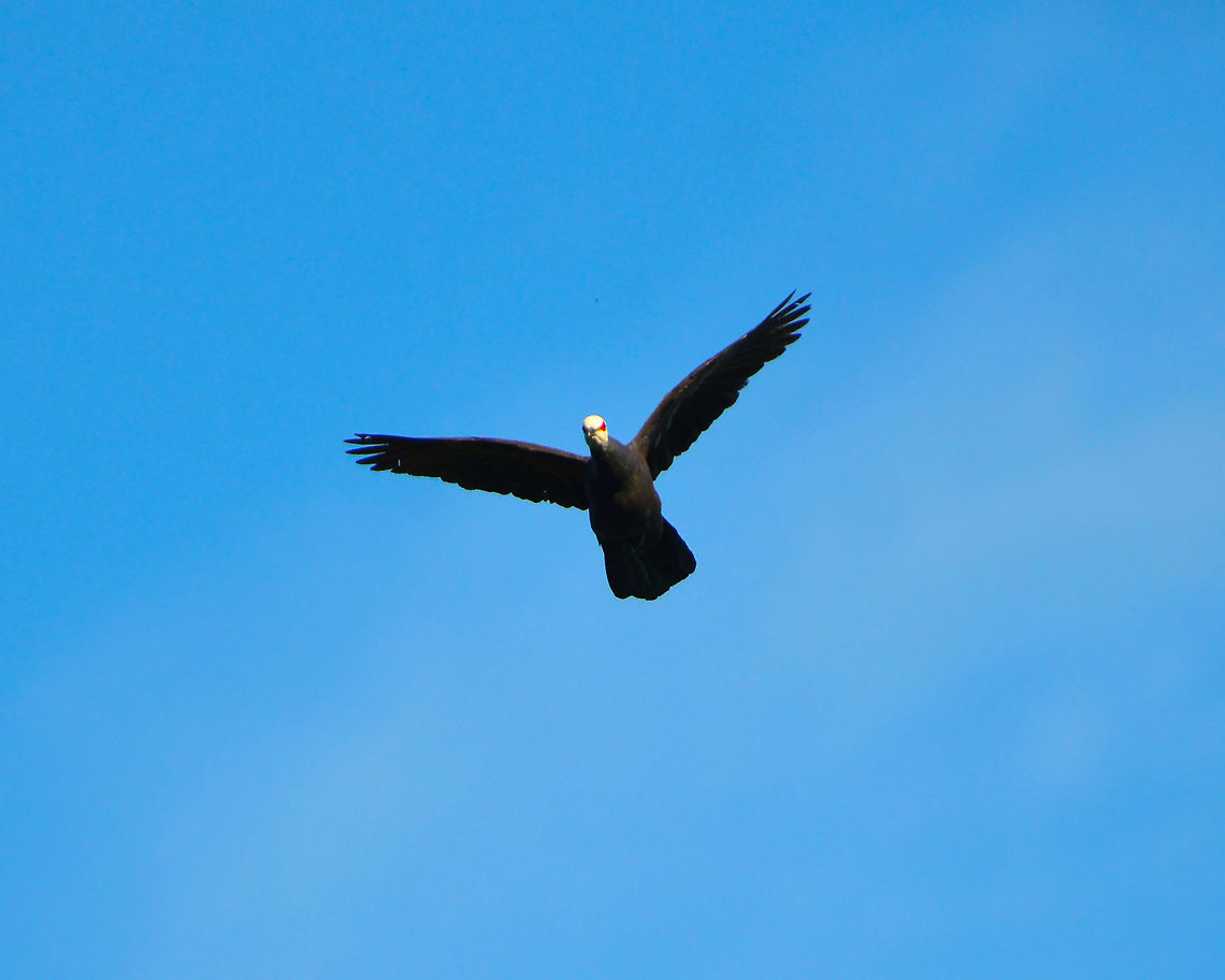 White-faced cuckoo-dove - Turacoena manadensis Lembeh. Notoriously difficult to photograph in the thick forest, at least we could pick one on flight! Geotagged,Indonesia,Spring,Turacoena manadensis,White-faced cuckoo-dove