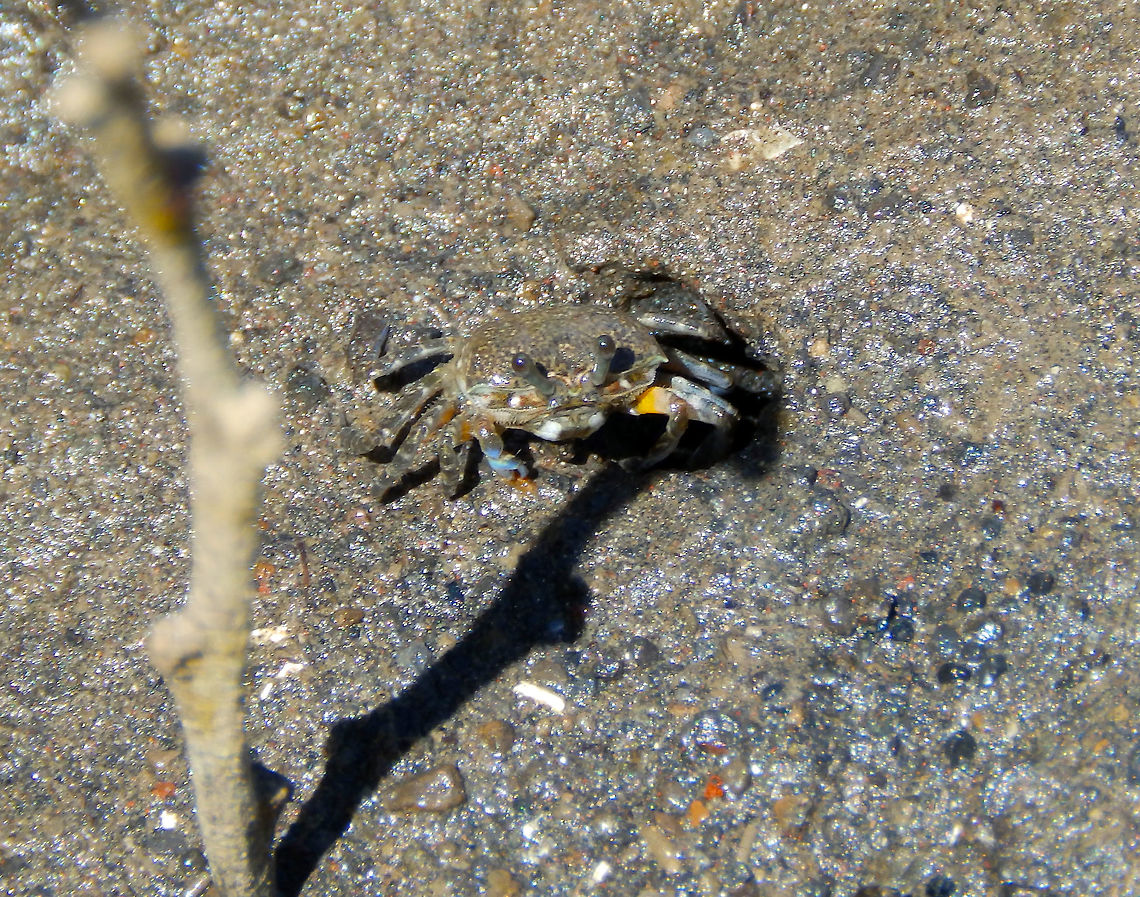 Uca annulipes female Lembeh. Yet to ID Geotagged,Indonesia,Spring,Uca annulipes
