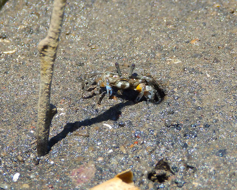 Uca annulipes female Lembeh. Geotagged,Indonesia,Spring,Uca annulipes