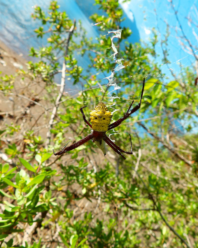 Banana Spider - Argiope appensa (front view) South Lembeh. I have found this beauty eating its well-packaged prey while walking one afternoon on the beach.<br />
<figure class="photo"><a href="https://www.jungledragon.com/image/84808/banana_spider_-_argiope_appensa_back_view.html" title="Banana Spider - Argiope appensa (back view)"><img src="https://s3.amazonaws.com/media.jungledragon.com/images/2298/84808_thumb.jpg?AWSAccessKeyId=05GMT0V3GWVNE7GGM1R2&Expires=1759968010&Signature=FScBvW4wnakBRkVprwCjJJ4YSJ0%3D" width="122" height="152" alt="Banana Spider - Argiope appensa (back view) South Lembeh. An even better view of the packaged prey from the back of the spider&#039;s web. Argiope appensa,Geotagged,Indonesia,Spring" /></a></figure> Argiope appensa,Geotagged,Indonesia,Spring