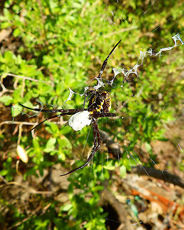 Banana Spider - Argiope appensa (back view) South Lembeh. An even better view of the packaged prey from the back of the spider's web. Argiope appensa,Geotagged,Indonesia,Spring
