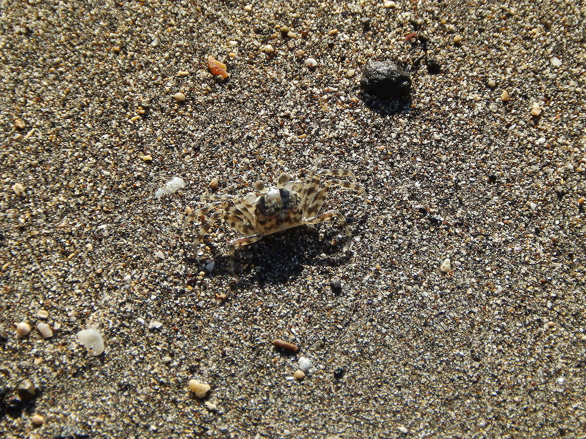 Pallid Ghost Crab - Ocypode pallidula In the shoreline of Lembeh island. Geotagged,Indonesia,Ocypode pallidula,Spring
