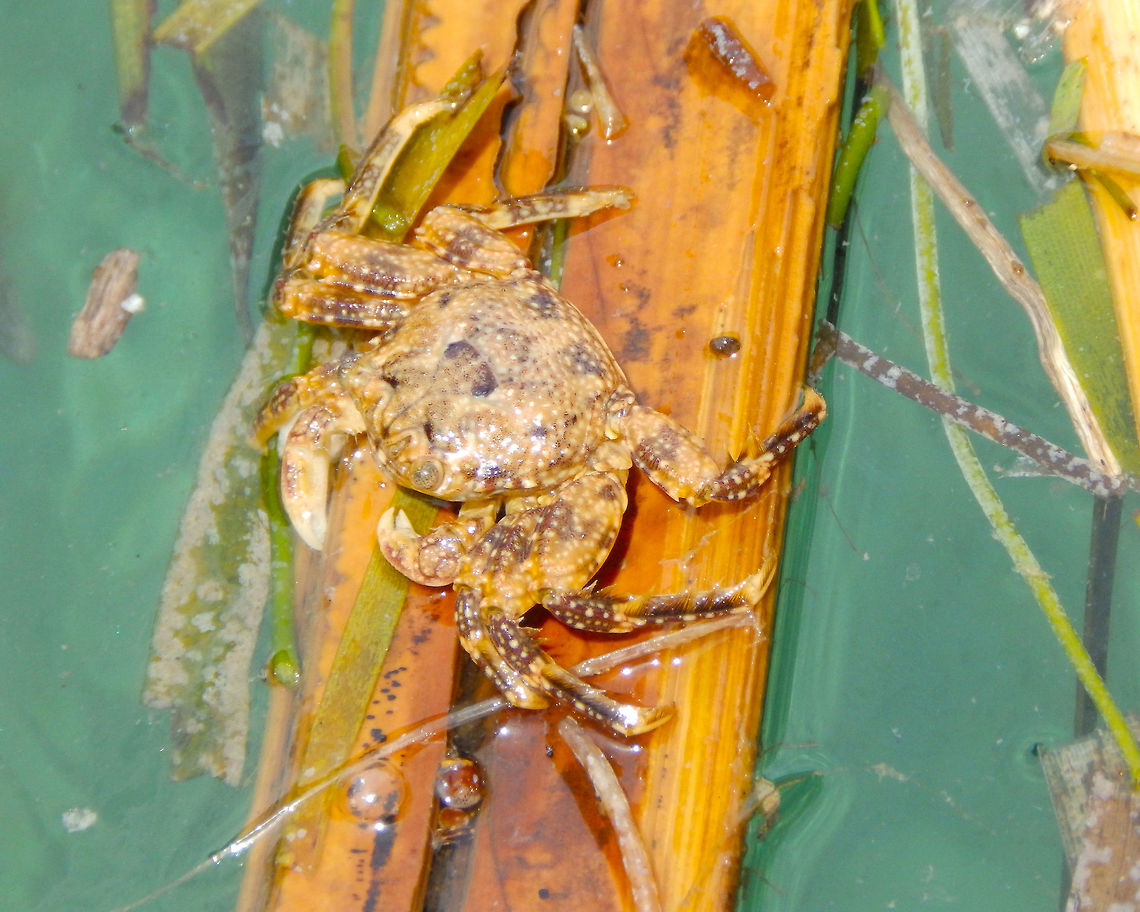 Rafting Crab - Plagusia Not sure which species it is, I am still looking for the ID..<br />
<a href="http://www.wildsingapore.com/wildfacts/crustacea/crab/plagusiidae/plagusia.htm" rel="nofollow">http://www.wildsingapore.com/wildfacts/crustacea/crab/plagusiidae/plagusia.htm</a> Geotagged,Indonesia,Spring