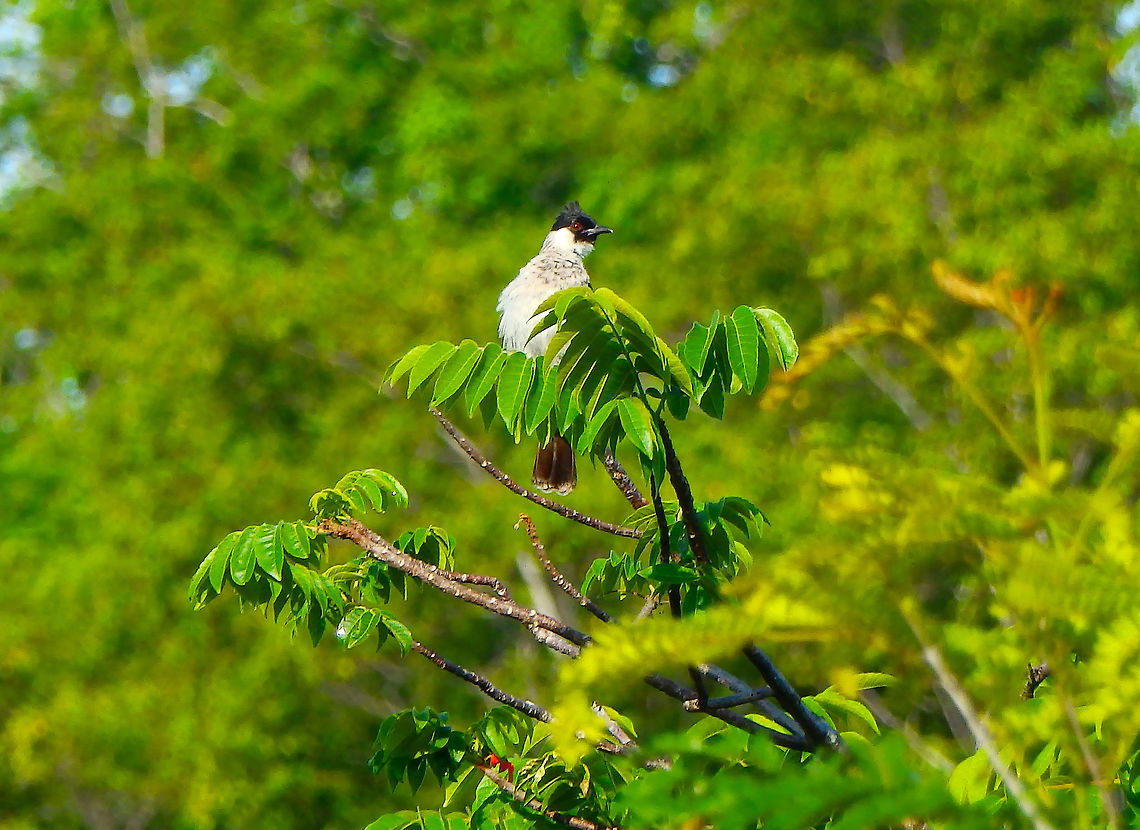 Sooty-headed bulbul - Pycnonotus_aurigaster In Lembeh island. Geotagged,Indonesia,Pycnonotus aurigaster,Sooty-headed bulbul,Spring