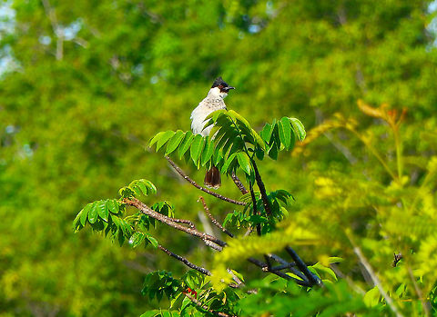 Sooty-headed bulbul - Pycnonotus_aurigaster In Lembeh island. Geotagged,Indonesia,Pycnonotus aurigaster,Sooty-headed bulbul,Spring