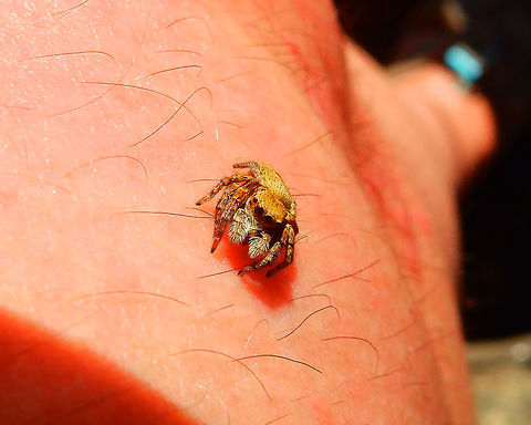 Jumping Spider - Salticidae It jumped on my knee while I was making pictures of the other spider
:-)
Just in Diver's Lodge beach in South Lembeh. 
https://www.jungledragon.com/image/84858/jumping_spider_-_salticidae.html Geotagged,Hyllus diardi,Indonesia,Lembeh,Salticidae,Spring,spider