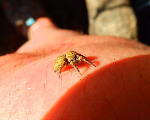 Jumping Spider - Salticidae Same beauty, side view 
(don't mind the hairy leg she was in :-)) Geotagged,Hyllus diardi,Indonesia,Lembeh,Salticidae,Spring,spider