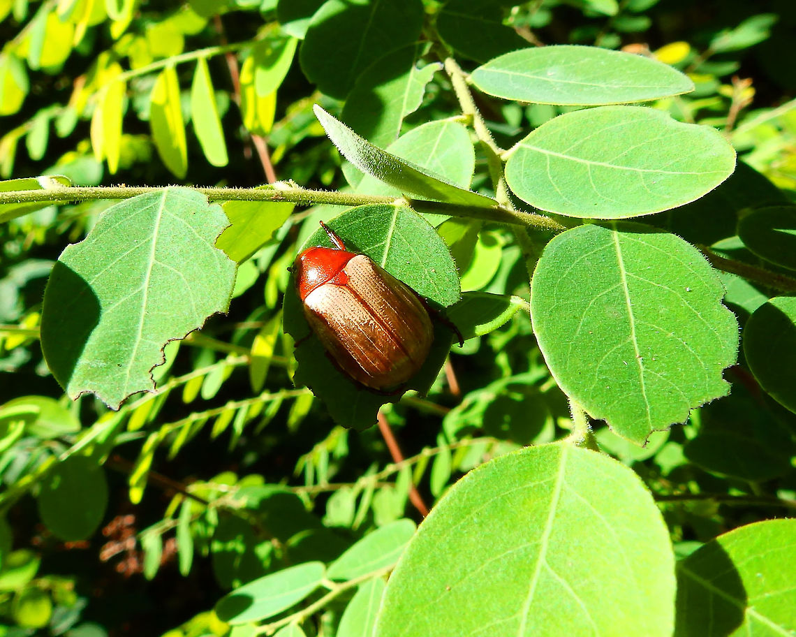Cotalpa - Scarabeidae Lembeh.  Cotalpa,Geotagged,Indonesia,Scarabaeidae,Spring