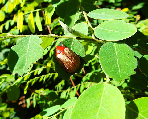 Cotalpa - Scarabeidae Lembeh.  Cotalpa,Geotagged,Indonesia,Scarabaeidae,Spring
