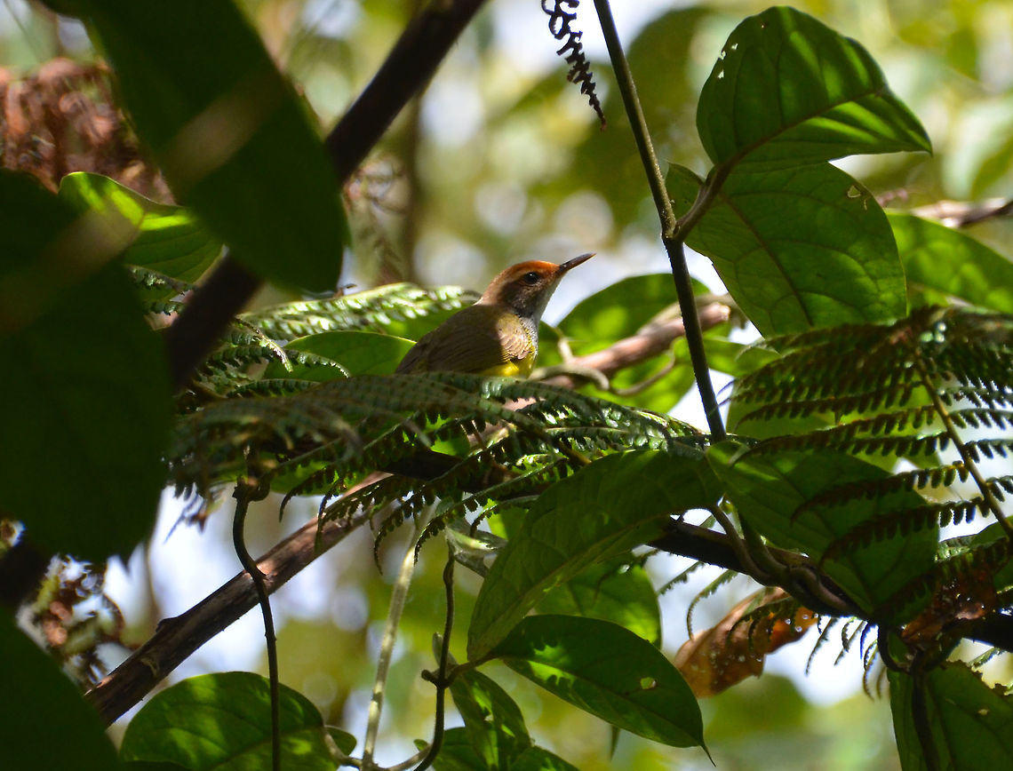 Mountain tailorbird - Orthotomus cuculatus In Minahasa Highlands at the bottom of the hike to Mahawu volcano. Geotagged,Indonesia,Mountain tailorbird,Phyllergates cucullatus,Spring