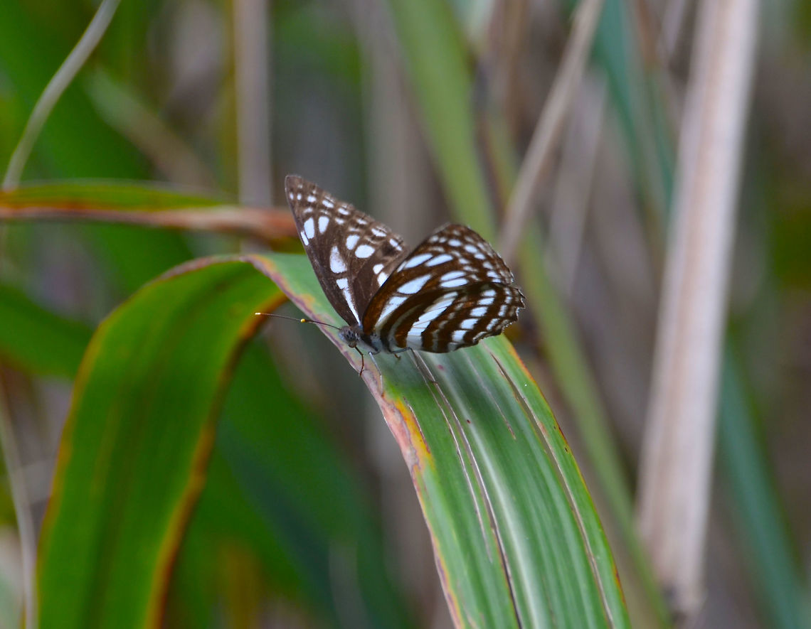 Neptis ida Seen in the hike to Mount Mahawu, Minahasa highlands, North Sulawesi. Geotagged,Indonesia,Neptis ida,Spring