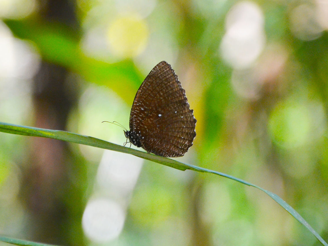Elymnias cumaea Hike to Mount Mahawu, Minahasa Highlands, North Sulawesi. Elymnias cumaea,Geotagged,Indonesia,Spring