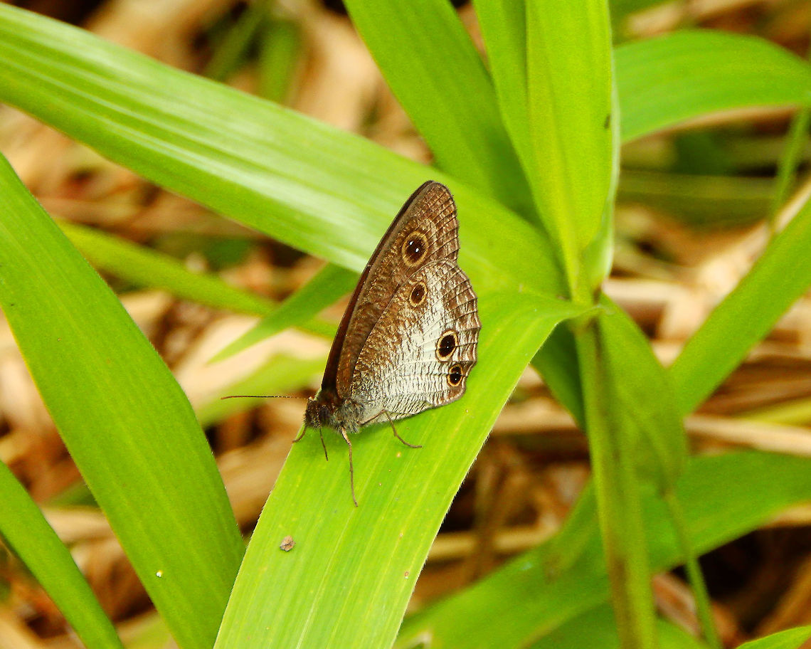 Ypthima kalelonda -closed wings Hike to Mount Mahawu, Minahasa Highlands, North Sulawesi. Geotagged,Indonesia,Spring,Ypthima kalelonda,Ypthima kalelonda Butterfly