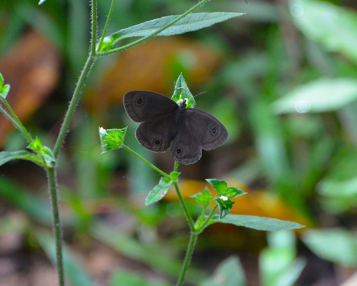 Ypthima kalelonda- open wings Hike to Mount Mahawu, Minahasa Highlands, North Sulawesi.<br />
<figure class="photo"><a href="https://www.jungledragon.com/image/85043/ypthima_kalelonda_-closed_wings.html" title="Ypthima kalelonda -closed wings"><img src="https://s3.amazonaws.com/media.jungledragon.com/images/2298/85043_thumb.jpg?AWSAccessKeyId=05GMT0V3GWVNE7GGM1R2&Expires=1759968010&Signature=DPkQoLIBXLthE0PvV8QpoM0mqx8%3D" width="200" height="162" alt="Ypthima kalelonda -closed wings Hike to Mount Mahawu, Minahasa Highlands, North Sulawesi. Geotagged,Indonesia,Spring,Ypthima kalelonda,Ypthima kalelonda Butterfly" /></a></figure> Geotagged,Indonesia,Spring,Ypthima kalelonda,Ypthima kalelonda Butterfly