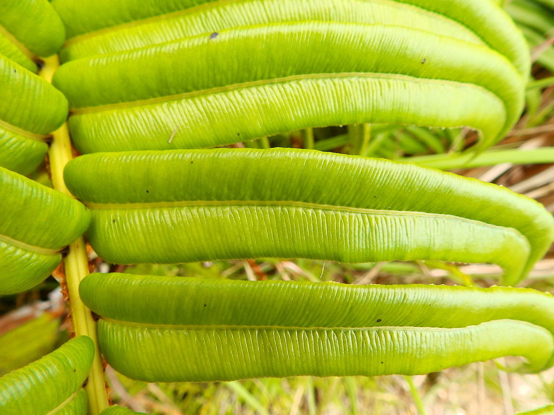 Ladder Break fern - Pteris vittata Hike around Mount Mahawu, Minahasa Highlands, Sulawesi.<br />
<figure class="photo"><a href="https://www.jungledragon.com/image/85090/ladder_break_fern_-_pteris_vittata.html" title="Ladder Break fern - Pteris vittata"><img src="https://s3.amazonaws.com/media.jungledragon.com/images/2298/85090_thumb.JPG?AWSAccessKeyId=05GMT0V3GWVNE7GGM1R2&Expires=1759968010&Signature=52%2BcqGHWwO%2FHujw4q4ddeDE9joM%3D" width="200" height="150" alt="Ladder Break fern - Pteris vittata Hike around Mount Mahawu, Minahasa Highlands, Sulawesi. Geotagged,Indonesia,Pteris vittata,Spring" /></a></figure> Geotagged,Indonesia,Pteris vittata,Spring
