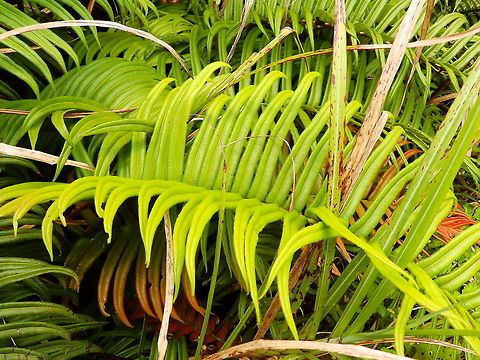 Ladder Break fern - Pteris vittata Hike around Mount Mahawu, Minahasa Highlands, Sulawesi. Geotagged,Indonesia,Pteris vittata,Spring