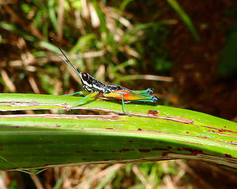 Aquaphilic grasshopper - Chitaura ochracea Hike around Mount Mahawu, Minahasa Highlands, Sulawesi. Aquaphilic grasshopper,Chitaura ochracea,Geotagged,Indonesia,Spring