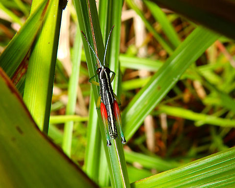 Aquaphilic grasshopper - Chitaura ochracea Hike around Mount Mahawu, Minahasa Highlands, Sulawesi. Aquaphilic grasshopper,Chitaura ochracea,Geotagged,Indonesia,Spring