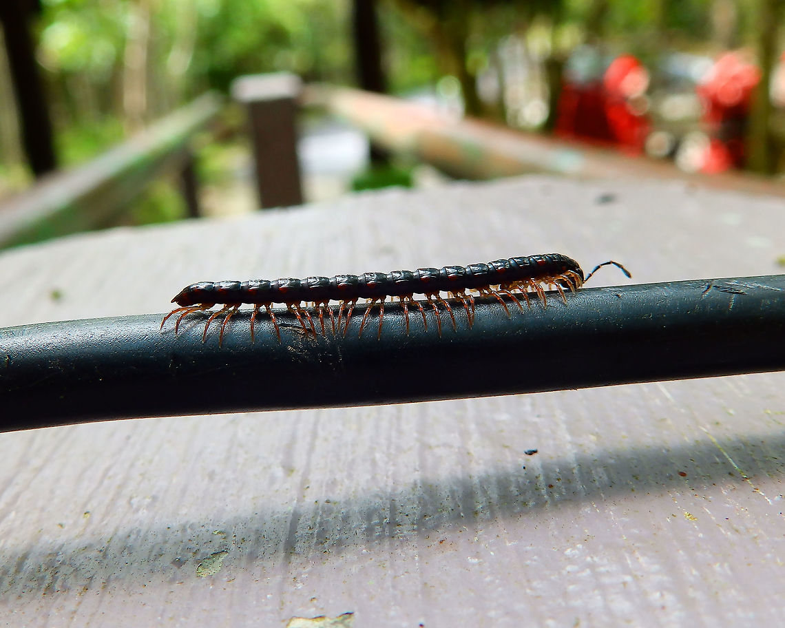 Greenhouse millipede - Oxidus gracilis Hike to Mount Mahawu, Minahasa Highlands, Sulawesi.<br />
<figure class="photo"><a href="https://www.jungledragon.com/image/85102/greenhouse_millipede_-_oxidus_gracilis.html" title="Greenhouse millipede - Oxidus gracilis"><img src="https://s3.amazonaws.com/media.jungledragon.com/images/2298/85102_thumb.jpg?AWSAccessKeyId=05GMT0V3GWVNE7GGM1R2&Expires=1767225610&Signature=DIsaTaaBGPXG5vcrTSFHVPP1%2FrA%3D" width="122" height="152" alt="Greenhouse millipede - Oxidus gracilis Hike to Mount Mahawu, Minahasa Highlands, Sulawesi. Geotagged,Greenhouse millipede,Indonesia,Oxidus gracilis,Spring" /></a></figure> Geotagged,Greenhouse millipede,Indonesia,Oxidus gracilis,Spring