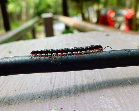 Greenhouse millipede - Oxidus gracilis Hike to Mount Mahawu, Minahasa Highlands, Sulawesi.
https://www.jungledragon.com/image/85102/greenhouse_millipede_-_oxidus_gracilis.html Geotagged,Greenhouse millipede,Indonesia,Oxidus gracilis,Spring