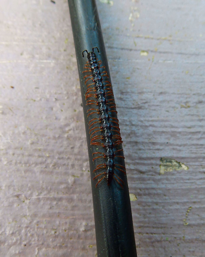 Greenhouse millipede - Oxidus gracilis Hike to Mount Mahawu, Minahasa Highlands, Sulawesi. Geotagged,Greenhouse millipede,Indonesia,Oxidus gracilis,Spring