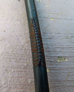 Greenhouse millipede - Oxidus gracilis Hike to Mount Mahawu, Minahasa Highlands, Sulawesi. Geotagged,Greenhouse millipede,Indonesia,Oxidus gracilis,Spring