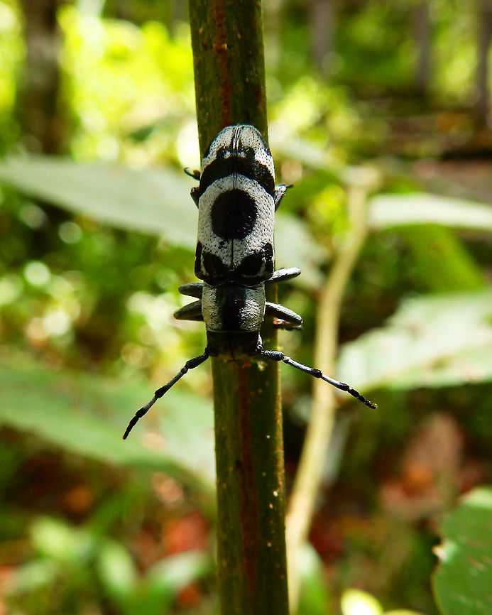 Callimetopus illecebrosus Hike to Mount Mahawu, Minahasa Highlands, Sulawesi.<br />
<a href="https://wikimili.com/en/Callimetopus_illecebrosus" rel="nofollow">https://wikimili.com/en/Callimetopus_illecebrosus</a> Callimetopus illecebrosus,Geotagged,Indonesia,Spring
