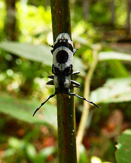 Callimetopus illecebrosus Hike to Mount Mahawu, Minahasa Highlands, Sulawesi.
https://wikimili.com/en/Callimetopus_illecebrosus Callimetopus illecebrosus,Geotagged,Indonesia,Spring