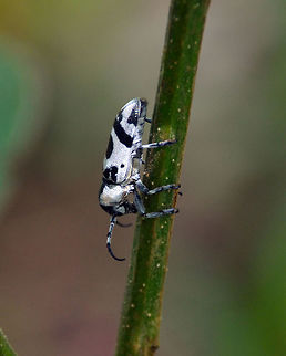 Callimetopus illecebrosus Hike to Mount Mahawu, Minahasa Highlands, Sulawesi. Callimetopus illecebrosus